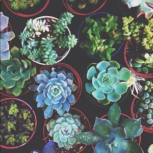 Meet your Posher, Leslie